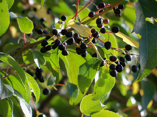https://ecofrenhealth.wordpress.com/2012/06/25/health-benefits-of-maqui-berry/